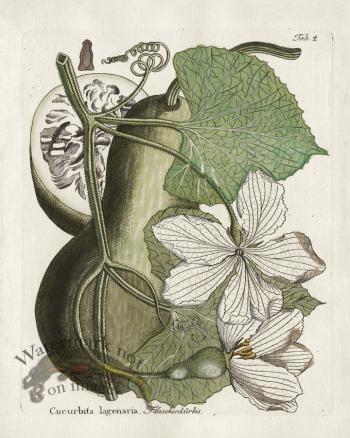 Calabash or Bottle Gourd